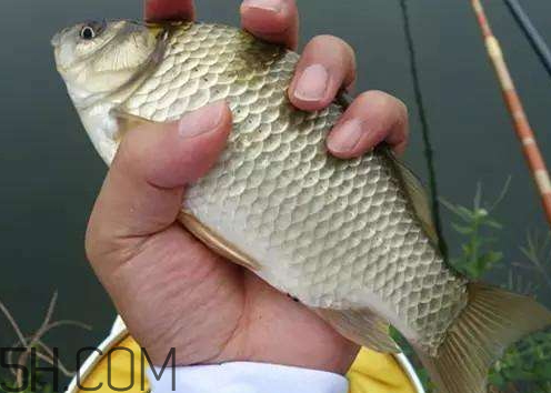 鯽魚變黑是什么原因 黑鯽魚和白鯽魚哪個(gè)好 鯽魚變黑是什么原因 黑鯽魚和白鯽魚哪個(gè)好