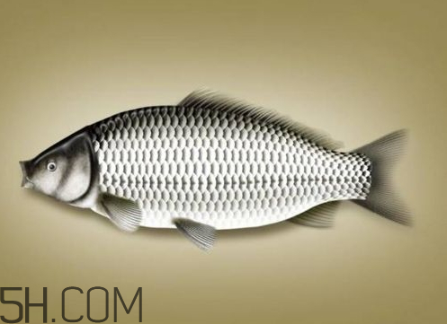 鯽魚變黑是什么原因 黑鯽魚和白鯽魚哪個(gè)好 鯽魚變黑是什么原因 黑鯽魚和白鯽魚哪個(gè)好