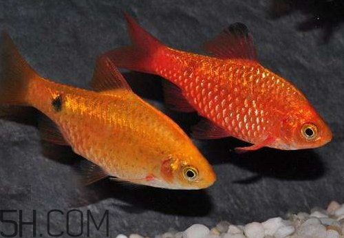 鯽魚發(fā)紅是什么原因 鯽魚發(fā)紅能不能吃 鯽魚發(fā)紅是什么原因 鯽魚發(fā)紅能不能吃