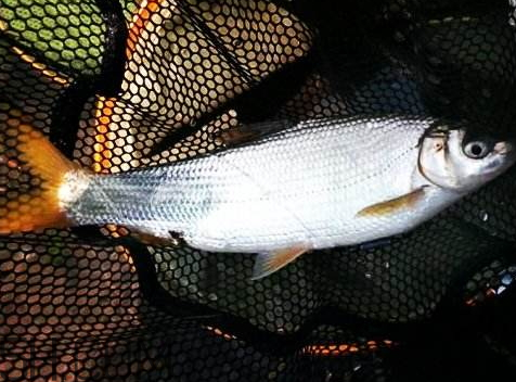 鯽魚眼睛突出是什么病 鯽魚眼睛突出的圖片 鯽魚眼睛突出是什么病 鯽魚眼睛突出的圖片