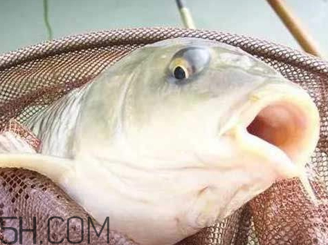 鯽魚眼睛突出是什么病 鯽魚眼睛突出的圖片 鯽魚眼睛突出是什么病 鯽魚眼睛突出的圖片