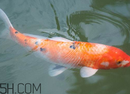 鯉魚(yú)苦膽破了還能吃嗎 鯉魚(yú)苦膽破了怎么辦 鯉魚(yú)苦膽破了還能吃嗎 鯉魚(yú)苦膽破了怎么辦