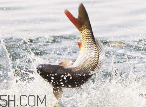 鯉魚(yú)苦膽破了還能吃嗎 鯉魚(yú)苦膽破了怎么辦 鯉魚(yú)苦膽破了還能吃嗎 鯉魚(yú)苦膽破了怎么辦