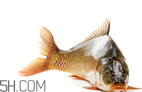 鯉魚(yú)苦膽破了還能吃嗎 鯉魚(yú)苦膽破了怎么辦 鯉魚(yú)苦膽破了還能吃嗎 鯉魚(yú)苦膽破了怎么辦