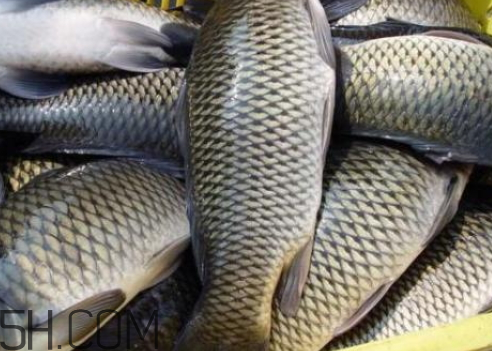 鯉魚(yú)冷凍后還能吃嗎 鯉魚(yú)放冰箱幾天能吃嗎 鯉魚(yú)冷凍后還能吃嗎 鯉魚(yú)放冰箱幾天能吃嗎