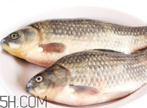 鯉魚(yú)冷凍后還能吃嗎 鯉魚(yú)放冰箱幾天能吃嗎 鯉魚(yú)冷凍后還能吃嗎 鯉魚(yú)放冰箱幾天能吃嗎