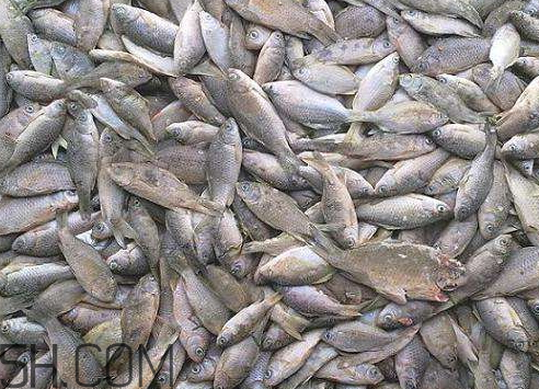 鯽魚(yú)冷凍后還能吃嗎 鯽魚(yú)冷凍后多久不能吃了 鯽魚(yú)冷凍后還能吃嗎 鯽魚(yú)冷凍后多久不能吃了