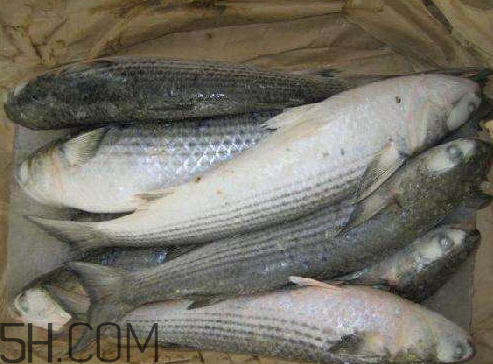 鯽魚(yú)冷凍后還能吃嗎 鯽魚(yú)冷凍后多久不能吃了 鯽魚(yú)冷凍后還能吃嗎 鯽魚(yú)冷凍后多久不能吃了