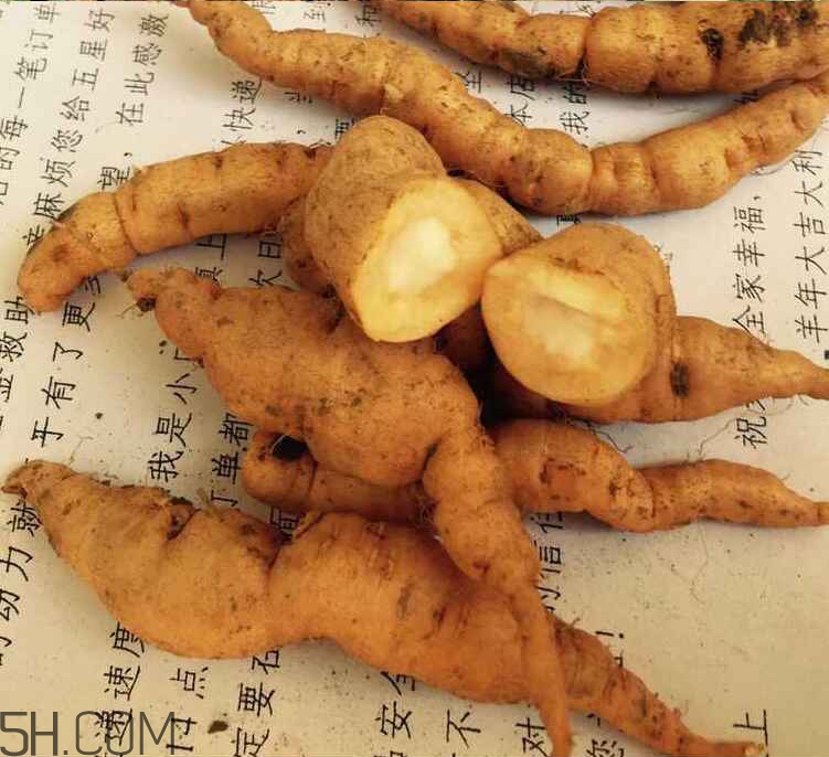 鮮地黃是什么？鮮地黃有什么功效？