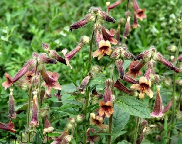 鮮地黃為什么要冷凍？鮮地黃有沒有什么副作用？