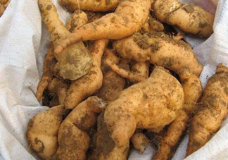 鮮地黃為什么要冷凍？鮮地黃有沒有什么副作用？