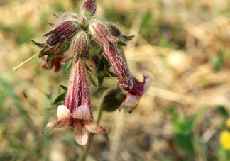 鮮地黃價(jià)格怎么樣？哪些人不能吃鮮地黃？