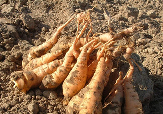 鮮地黃可以泡水喝嗎？鮮地黃和生地黃有什么區(qū)別嗎？