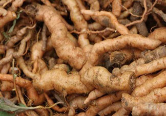 鮮地黃是什么？鮮地黃有什么功效？