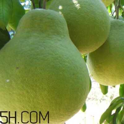 吃柚子頭暈怎么回事？吃柚子頭暈怎么辦？