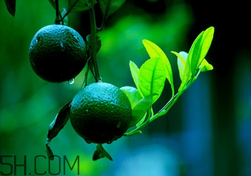 吃橘子頭暈怎么回事？吃橘子頭暈怎么辦？