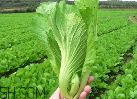 十斤芥菜放多少鹽 腌10斤芥菜放多少鹽 十斤芥菜放多少鹽 腌10斤芥菜放多少鹽