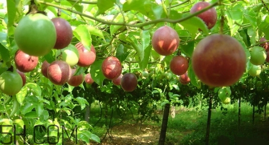 百香果放冰箱能放幾天？怎么判斷百香果壞沒(méi)壞？