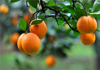 吃橘子頭暈怎么回事？吃橘子頭暈怎么辦？