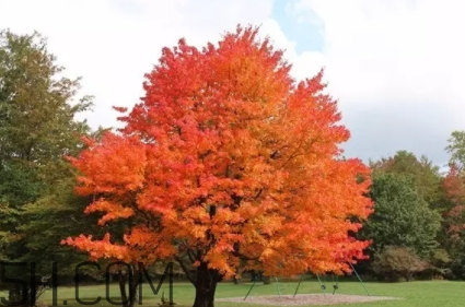 楓糖色口紅是什么顏色？楓糖色口紅試色