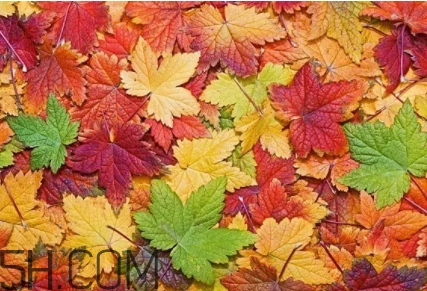 楓糖色口紅是什么顏色？楓糖色口紅試色