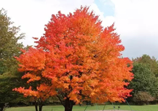 楓糖色口紅哪個牌子好？楓糖色口紅推薦