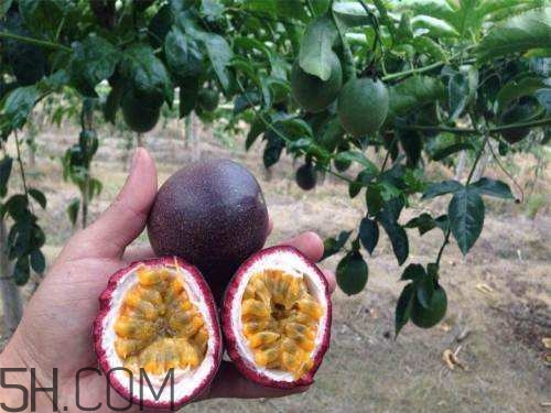 百香果和柿子可以一起吃嗎？百香果和柿子一起吃怎么樣？