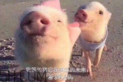 豬精女孩健康養(yǎng)生指南有哪些？豬精女孩健康養(yǎng)生指南是什么？