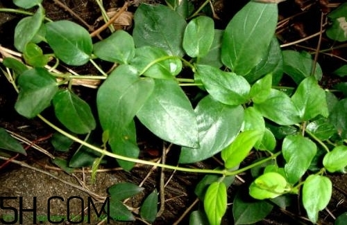 什么是雞矢藤？雞矢藤的功效與作用是什么？