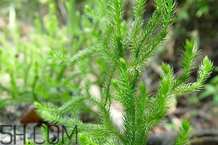 什么是伸筋草？伸筋草的功效與作用是什么？