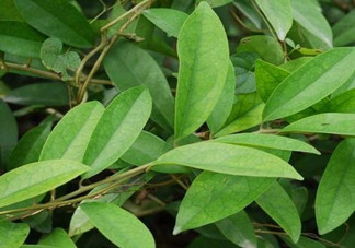 什么是丁公藤？丁公藤的功效與作用是什么？