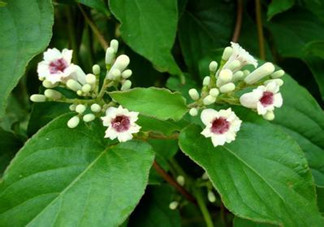 什么是雞矢藤？雞矢藤的功效與作用是什么？