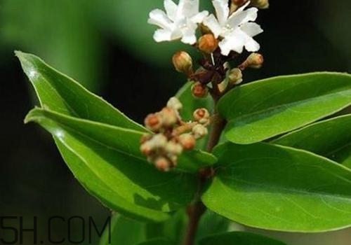 什么是丁公藤？丁公藤的功效與作用是什么？