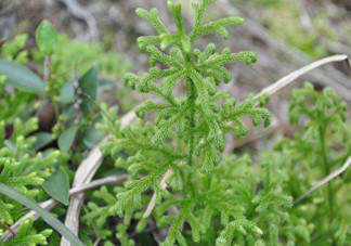 什么是伸筋草？伸筋草的功效與作用是什么？