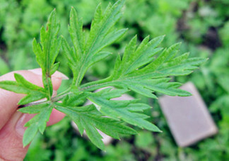 艾葉草洗澡有什么好處？怎么挑選艾葉草？