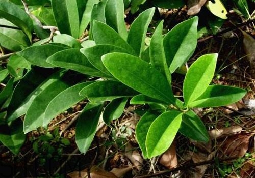 什么是丁公藤？丁公藤的功效與作用是什么？