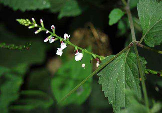 什么是透骨草？透骨草的功效與作用是什么？