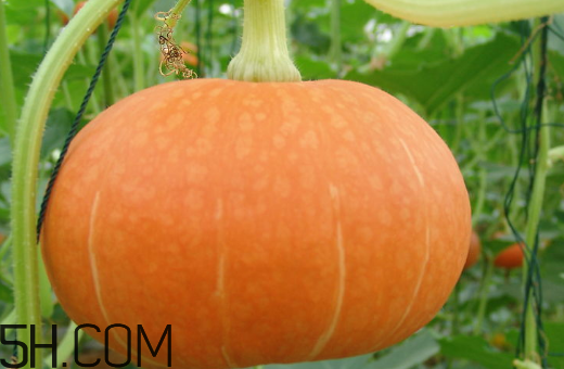 南瓜可以天天吃嗎？南瓜經(jīng)常吃有什么好處和壞處呢？