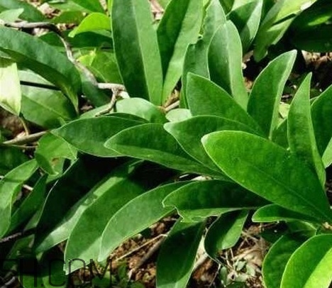 什么是丁公藤？丁公藤的功效與作用是什么？