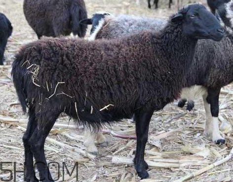 烏骨羊養(yǎng)殖騙局揭秘 烏骨羊羊肉多少錢一斤 烏骨羊養(yǎng)殖騙局揭秘 烏骨羊羊肉多少錢一斤