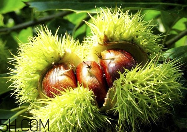 一歲寶寶能吃板栗嗎？寶寶吃板栗的做法有哪些？