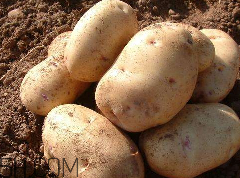 一斤土豆出多少淀粉 一斤土豆能出多少淀粉 一斤土豆出多少淀粉 一斤土豆能出多少淀粉