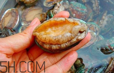 鮑魚怎么做好吃？吃鮑魚注意事項