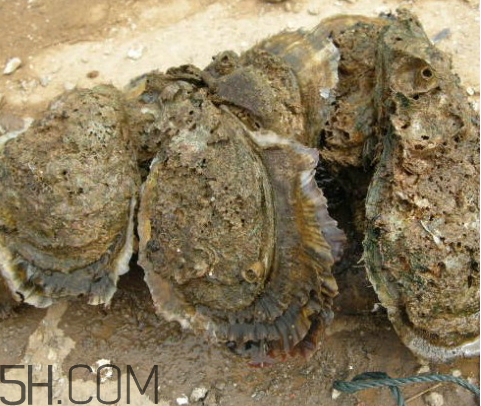 吃生蠔應(yīng)該注意哪些事項(xiàng)？生蠔與牡蠣的區(qū)別
