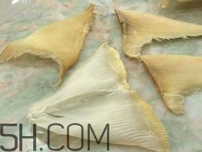 真假魚翅怎么辨別？魚翅的營養(yǎng)價值