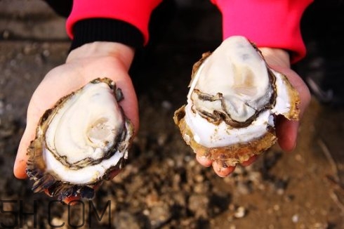 吃生蠔應(yīng)該注意哪些事項(xiàng)？生蠔與牡蠣的區(qū)別