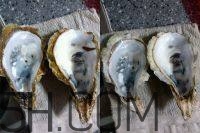 吃生蠔應(yīng)該注意哪些事項(xiàng)？生蠔與牡蠣的區(qū)別