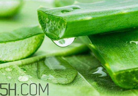 雅麗潔蘆薈膠有激素嗎？雅麗潔蘆薈膠測評