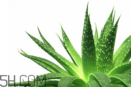 雅麗潔蘆薈膠成分 雅麗潔蘆薈膠保質(zhì)期 雅麗潔蘆薈膠成分 雅麗潔蘆薈膠保質(zhì)期