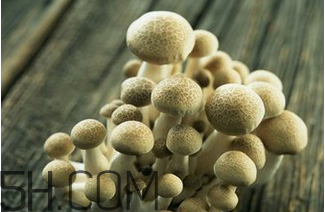 如何判斷生蠔烤熟沒(méi)有？生蠔可以和蘑菇一起吃嗎？